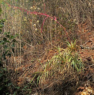 Beschorneria tubiflora: Beschorneria tubiflora habit