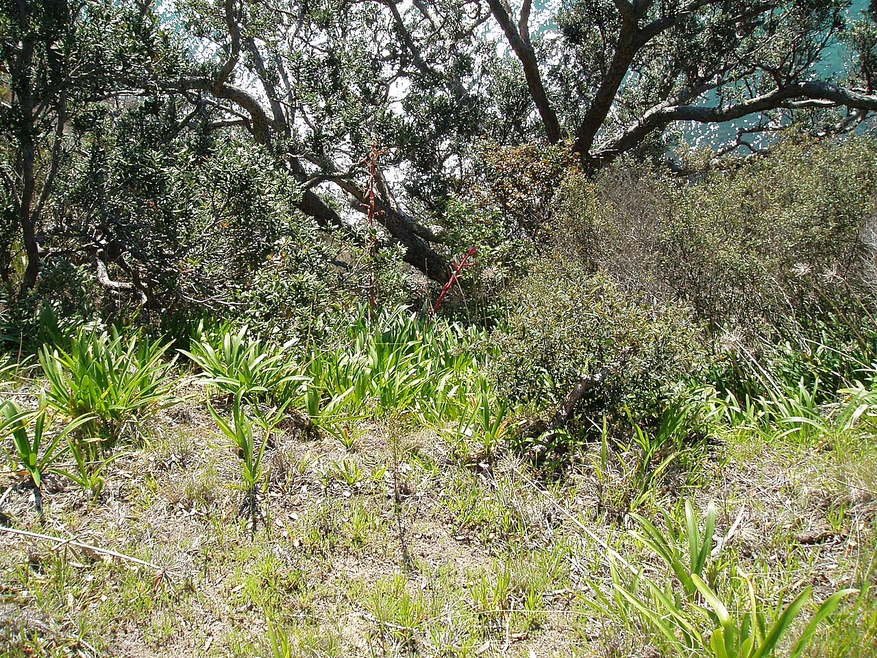 Beschorneria yuccoides (Beschorneria yuccoides)