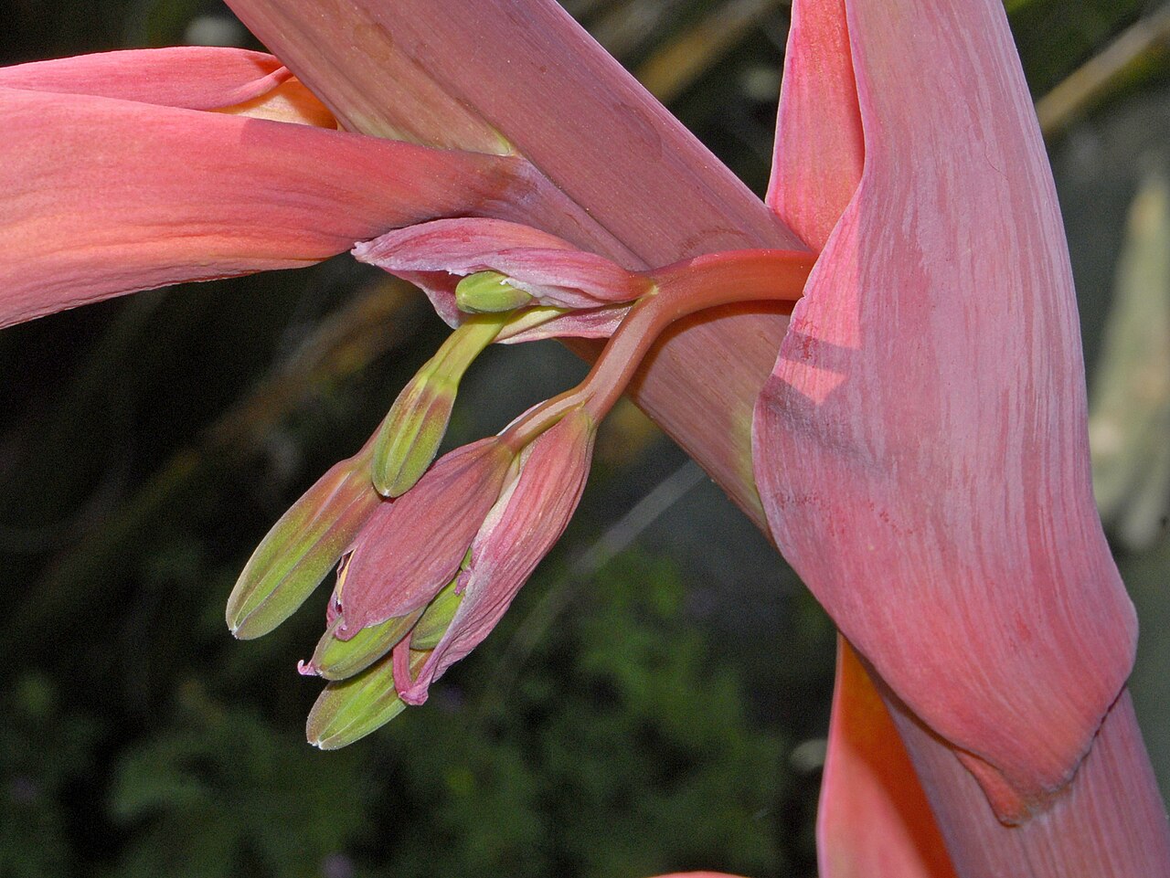 Beschorneria yuccoides: Blooms of Beschorneria yuccoides at Villa Durazzo-Pallavicini, Genova Pegli