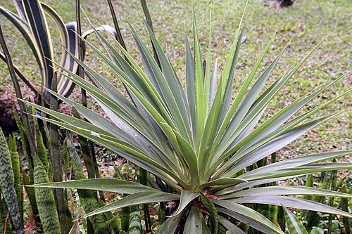 Beschorneria yuccoides: Location taken: Wilson Botanical Garden, Las Cruces Biological Station, Costa Rica. Names: Beschorneria yuccoides K.Koch, Beschorneria, Mexican False Red Yucca,
