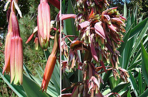 Beschorneria yuccoides: From southern Mexico, where the genus is known as Lirio Mexicana. UC Berkeley Botanical Gardens. In context at www.dixpix.ca/meso_america/Flora/asparagales/inde