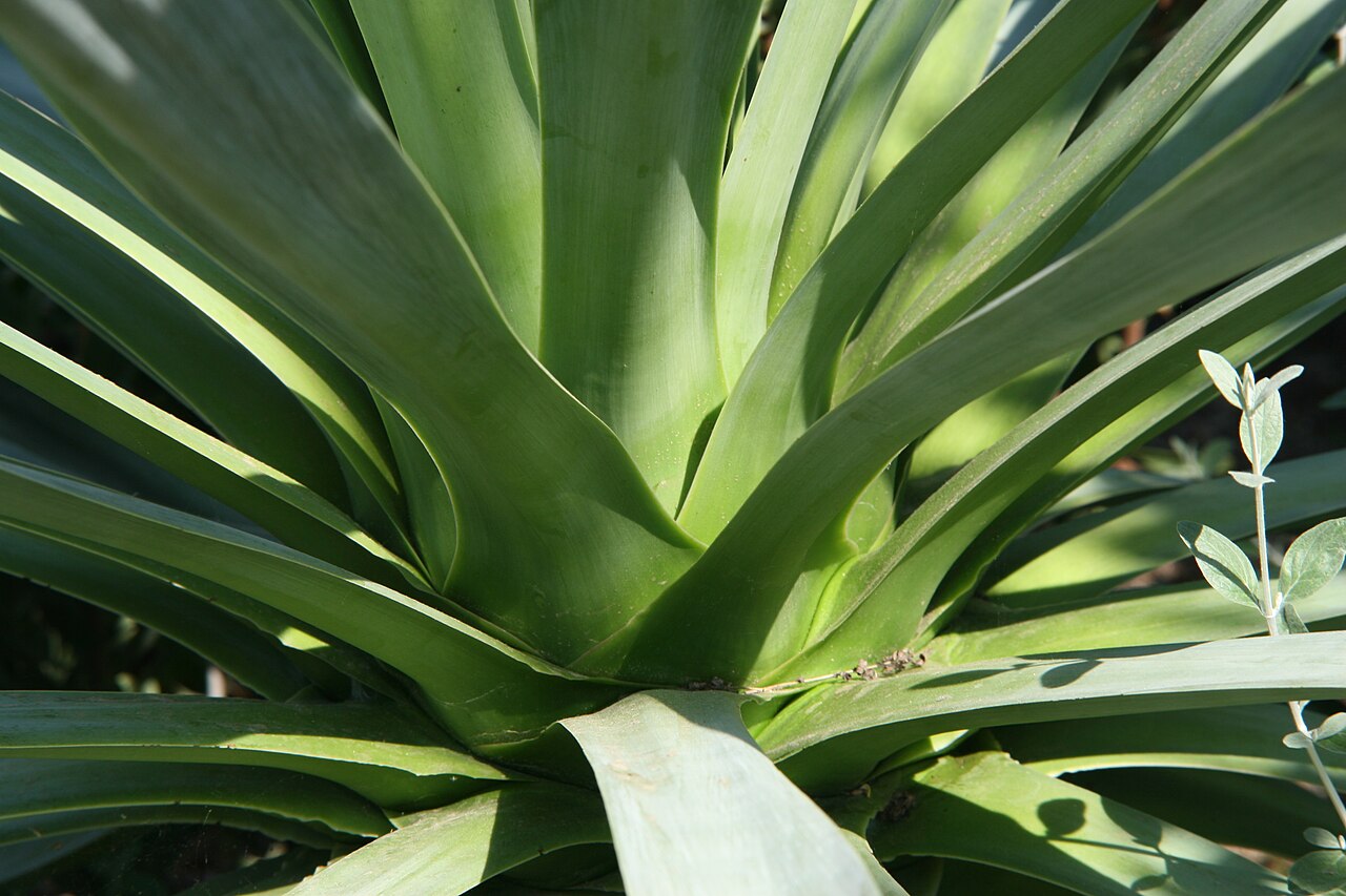 Beschorneria yuccoides: Location taken: Longwood Gardens, Kennett Square, Pennsylvania.. Names: Beschorneria yuccoides K.Koch, Beschorneria, Mexican False Red Yucca, Mexican Lil Classi