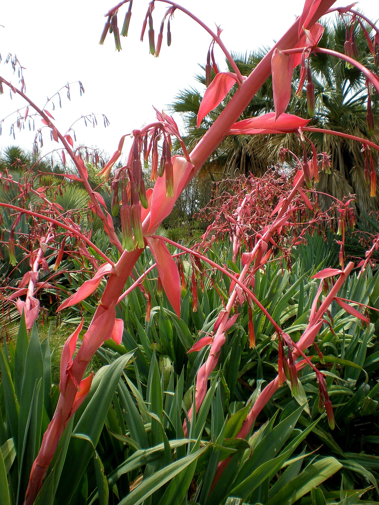 Beschorneria yuccoides: Jardín Botánico de Barcelona.
