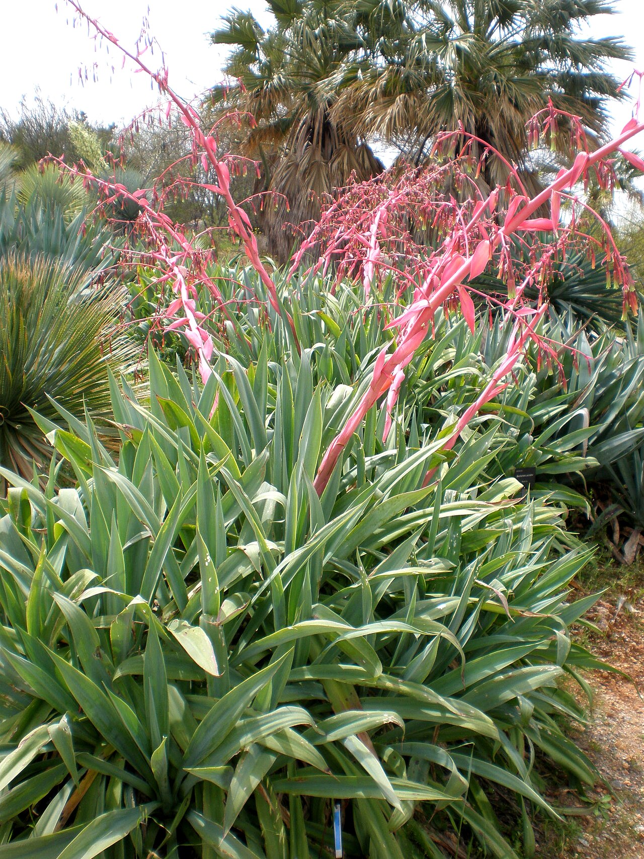 Beschorneria yuccoides: Jardín Botánico de Barcelona.