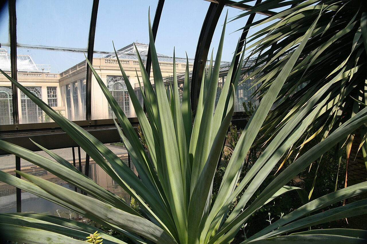 Beschorneria yuccoides: Location taken: Longwood Gardens, Kennett Square, Pennsylvania.. Names: Beschorneria yuccoides K.Koch, Beschorneria, Mexican False Red Yucca, Mexican Lil Classi