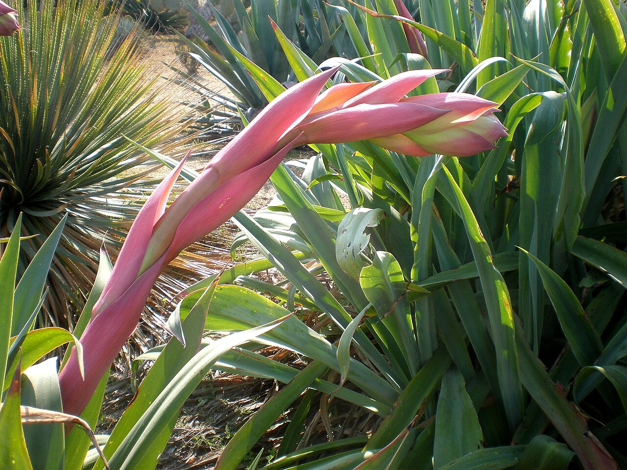 Beschorneria yuccoides: Jardín Botánico de Barcelona.