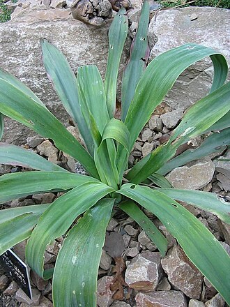 Beschorneria yuccoides (Beschorneria yuccoides)