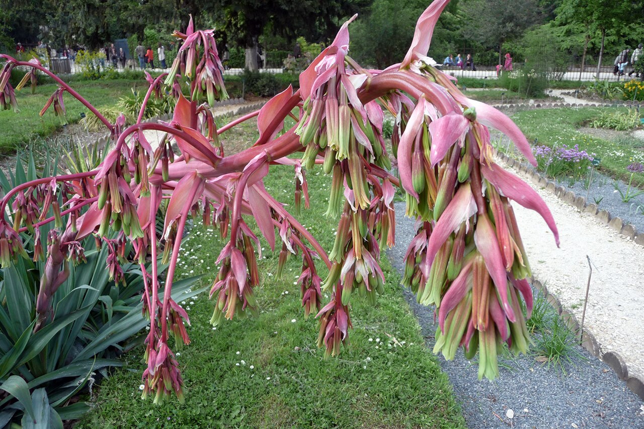 Beschorneria yuccoides: Beschorneria yuccoides