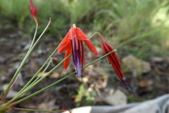 Bessera elegans (Bessera elegans)