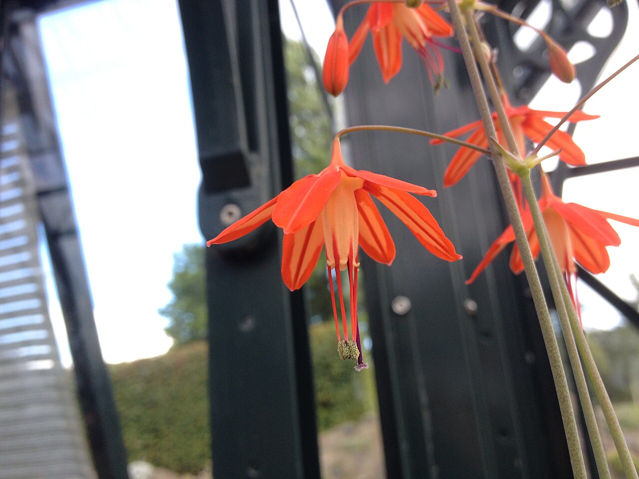 Bessera elegans: Bessera elegans flower at RHS Wisley