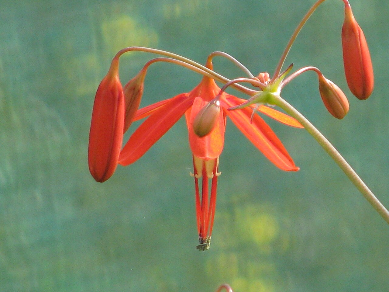 Bessera elegans: I've heard some people have been having trouble keeping this from year to year. This has been in my care, first at Pool Meadow and now at the nursery, for about