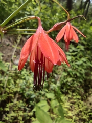 Bessera elegans (Bessera elegans)
