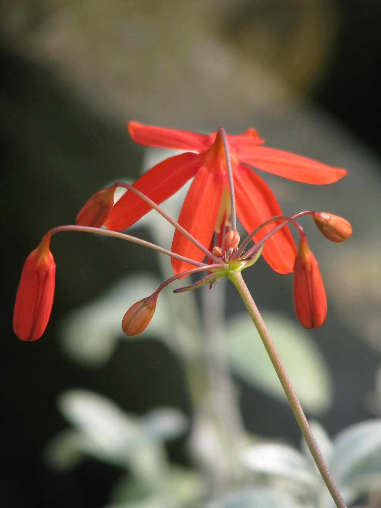 Bessera elegans: Bessera elegans