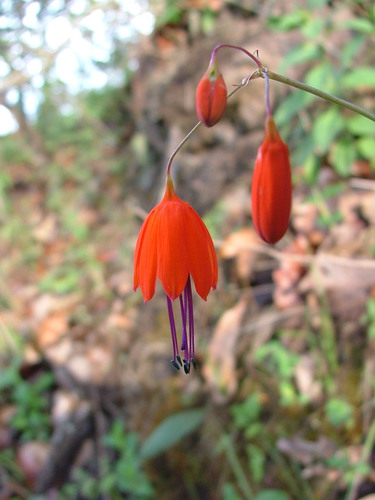 Bessera elegans (Bessera elegans)