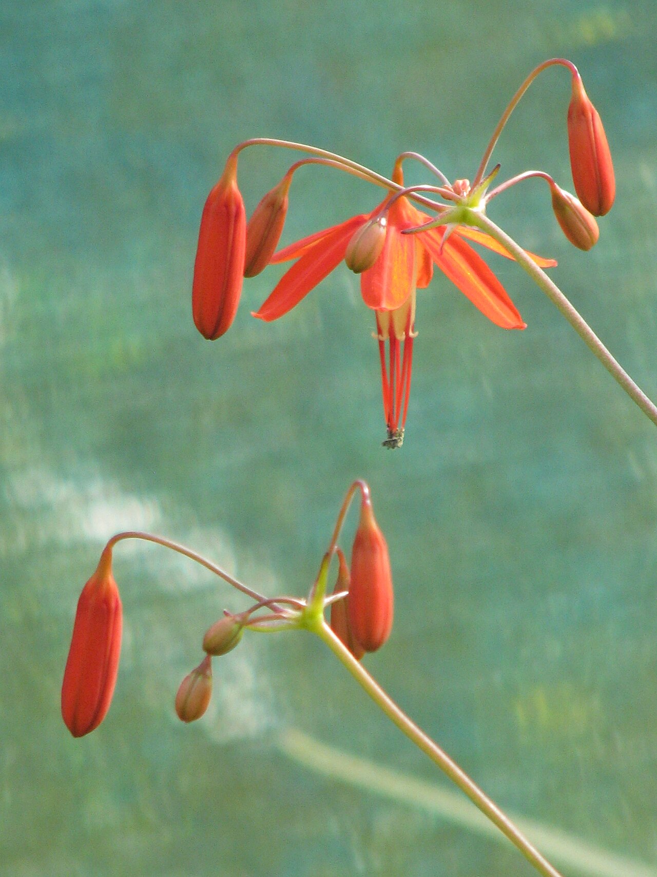 Bessera elegans: Bessera elegans