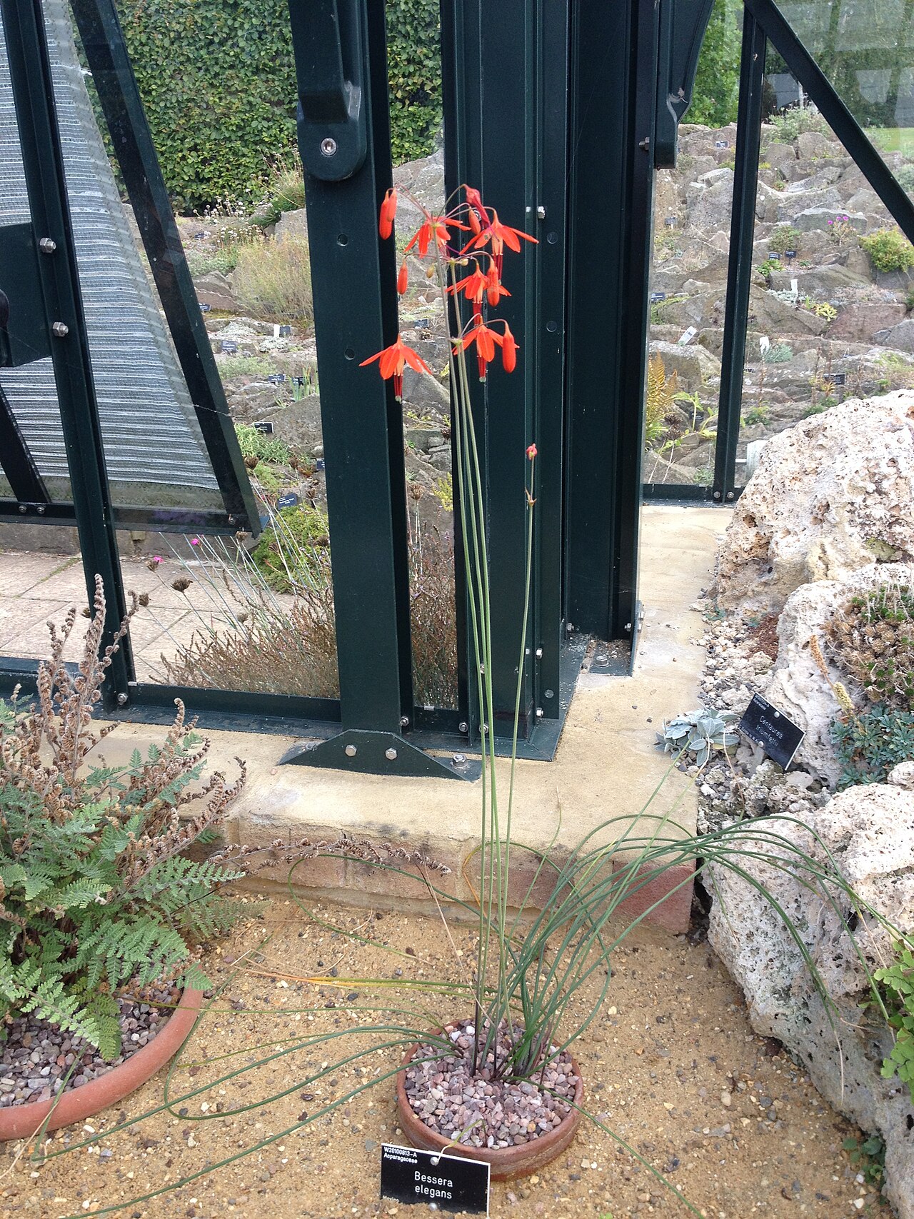 Bessera elegans: Bessera elegans plant at RHS Wisley