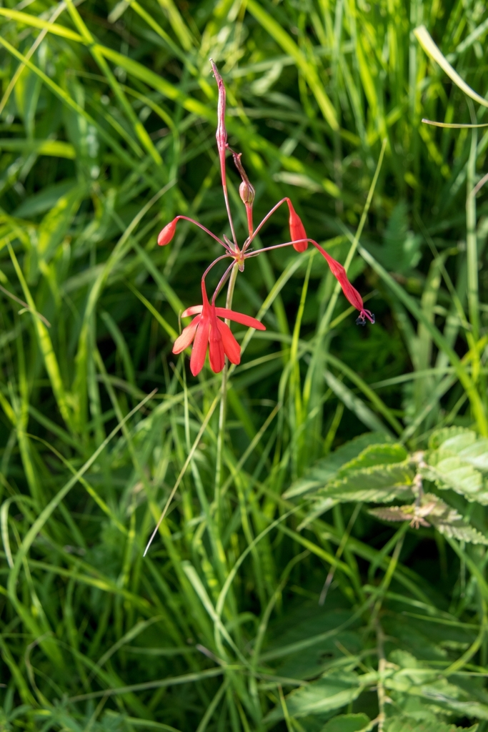 Bessera elegans (Bessera elegans)