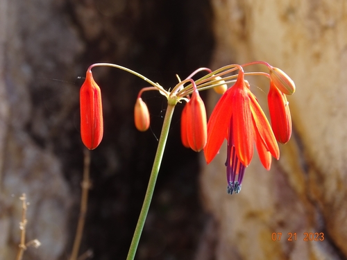 Bessera elegans (Bessera elegans)