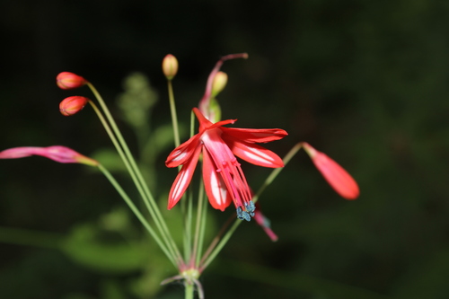 Bessera elegans (Bessera elegans)