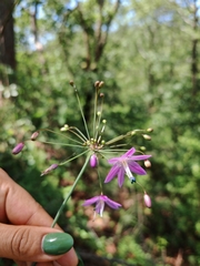 Bessera tuitensis (Bessera tuitensis)