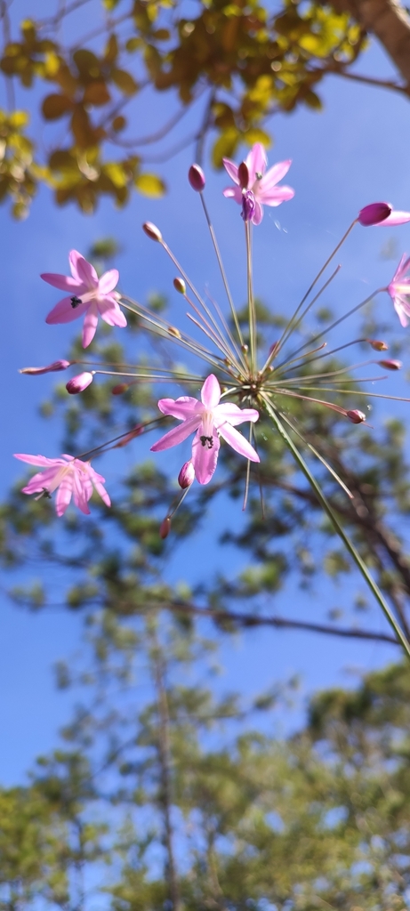 Bessera tuitensis (Bessera tuitensis)