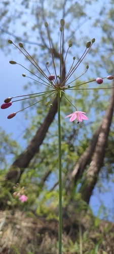 Bessera tuitensis (Bessera tuitensis)
