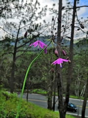 Bessera tuitensis (Bessera tuitensis)