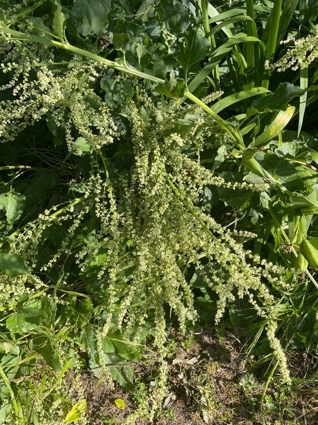 Beet (Beta trigyna)