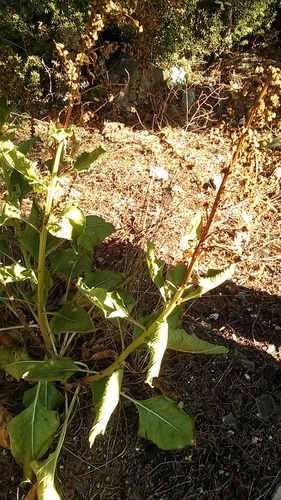 Beet (Beta trigyna)