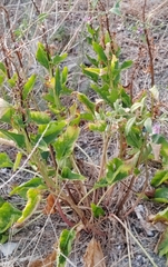 Beet (Beta trigyna)