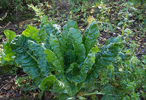 Common beet: Beta vulgaris - Parc Floral