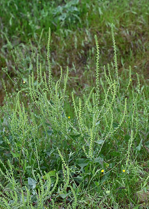 Common beet: Beta vulgaris subsp. vulgaris in Malaga near Teatinos-Universidad, Andalusia