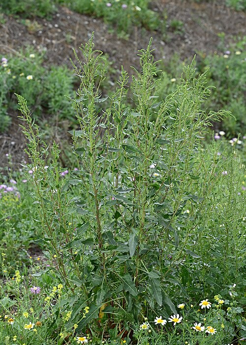 Common beet: Beta vulgaris subsp. vulgaris in Malaga near Teatinos-Universidad, Andalusia