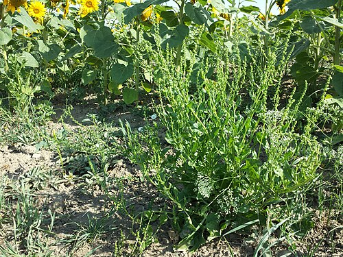 Common beet: Habitus Taxonym: Beta vulgaris ss Fischer et al. EfÖLS 2008 ISBN 978-3-85474-187-9 Location: Dernberg, Nappersdorf-Kammersdorf, district Hollabrunn, Lower Austr