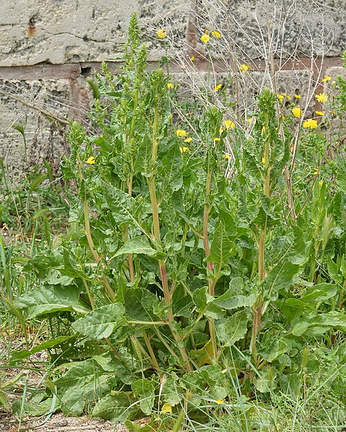 Common beet: Beet ( Beta vulgaris ) in Santa Margalida, Spain.