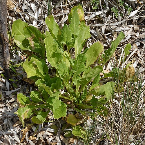Common beet: Beet ( Beta vulgaris ) in Alcúdia, Spain.