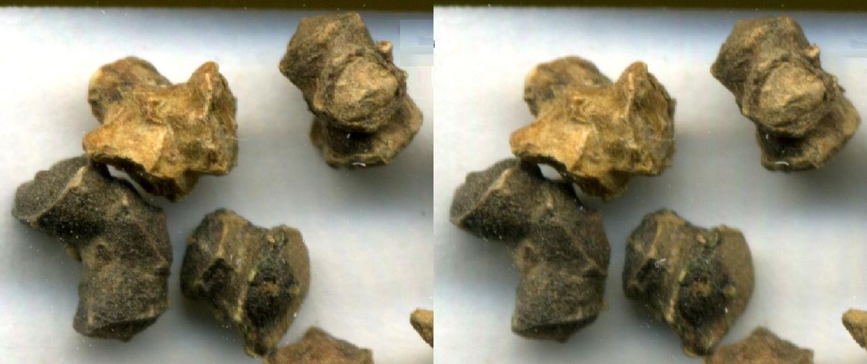 Common beet: Stereoscopic picture of beet seeds.