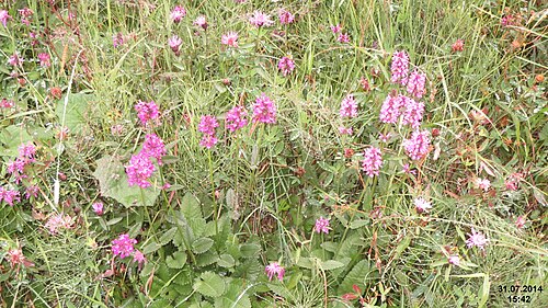 Betony: Stachys officinalis (Betonica officinalis)