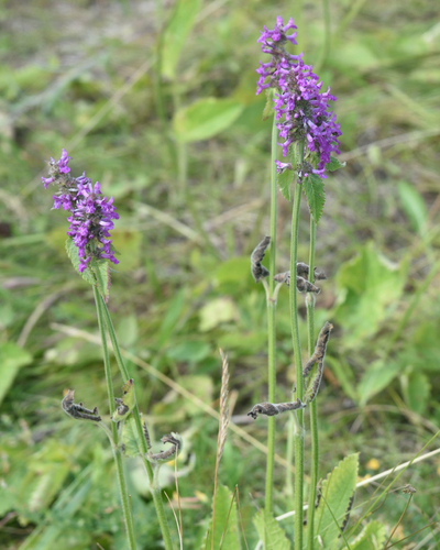 Betony (Betonica officinalis)
