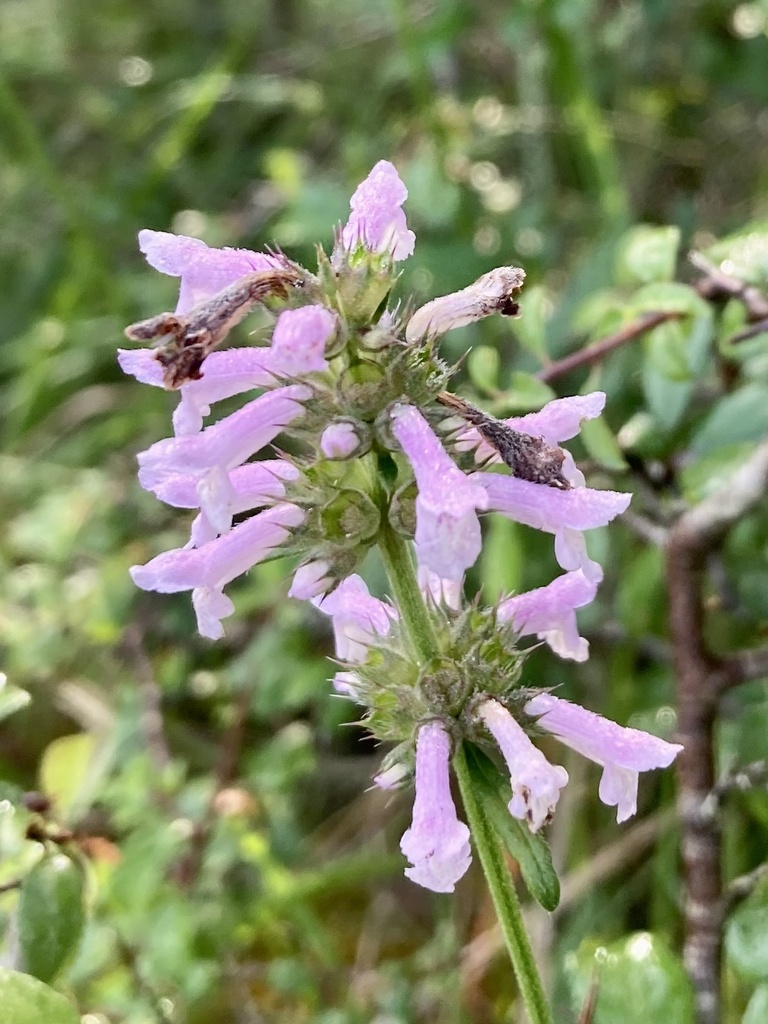 Betony (Betonica officinalis)