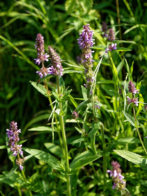 Betony: Stachys officinalis or Betonica officinalis , commonly common hedgenettle, betony, purple betony, wood betony, bishopwort, or bishop's wort, at Woods Mill, a wo