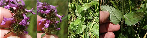 Betony: Betonica officinalis , NSG Plittersche, NRW.