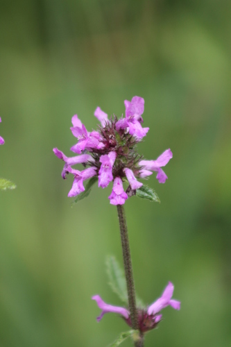 Betony (Betonica officinalis)