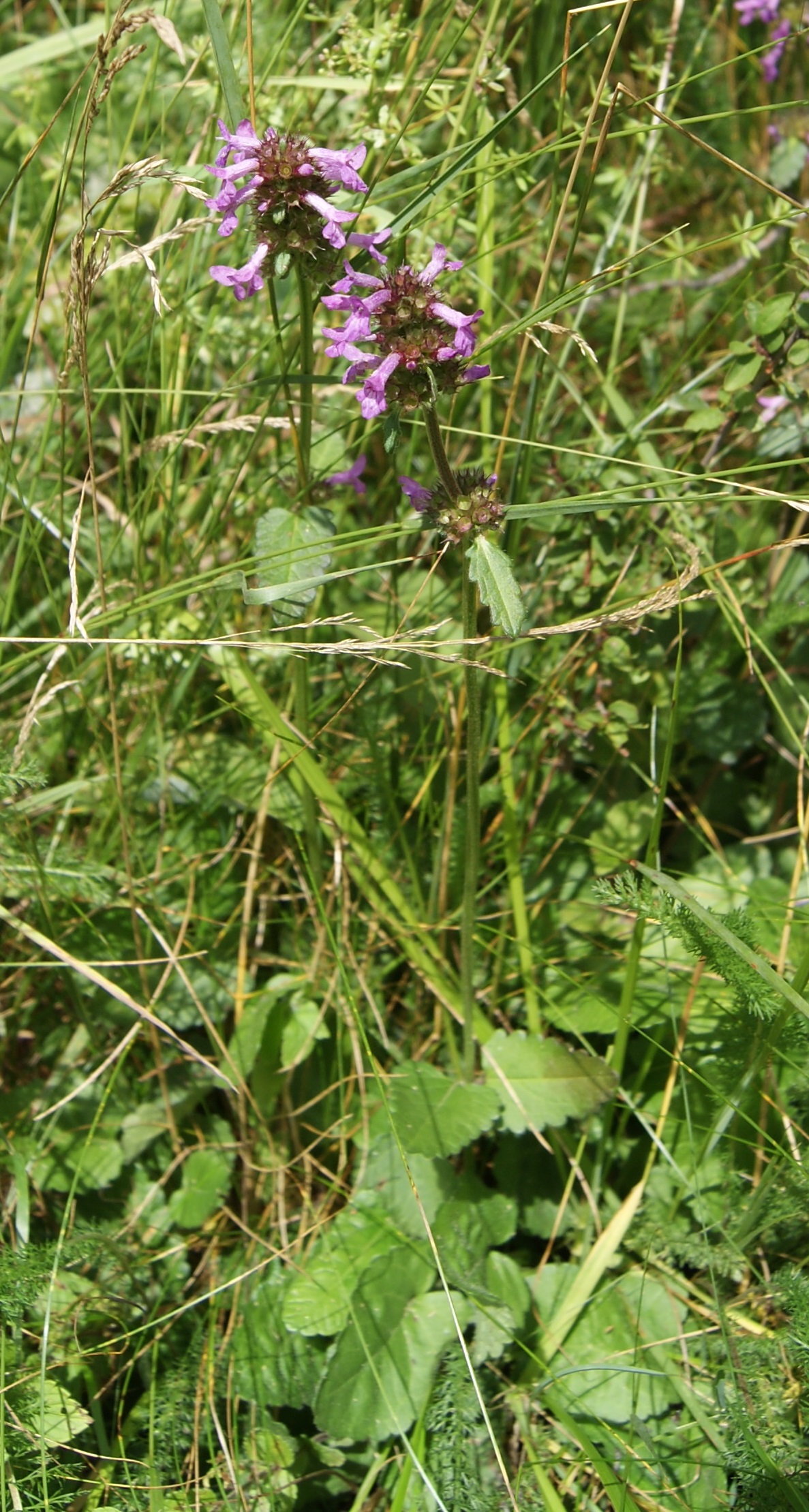 Betony: Betonica officinalis , NSG Plittersche, NRW.
