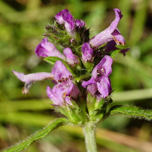 Betony (Betonica officinalis)