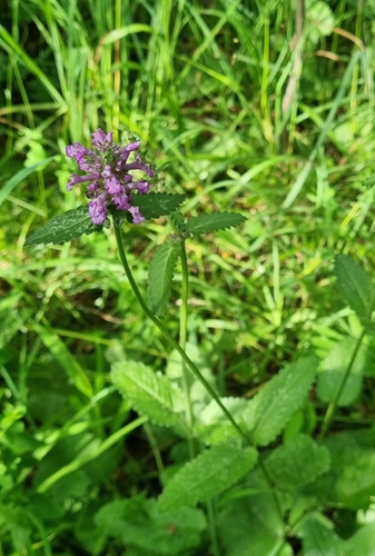 Betony (Betonica officinalis)