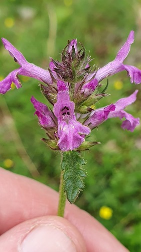 Betony (Betonica officinalis)