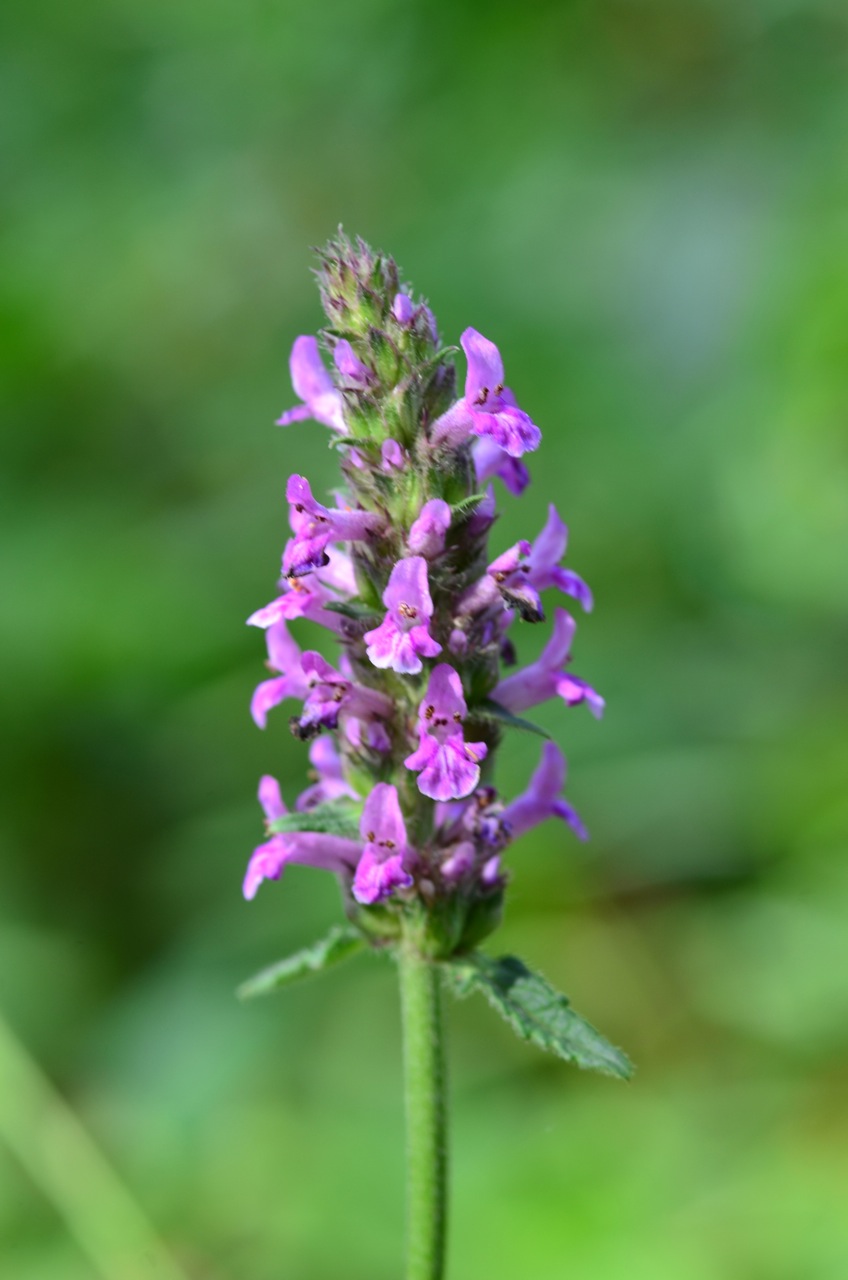 Betony: Betonica officinalis