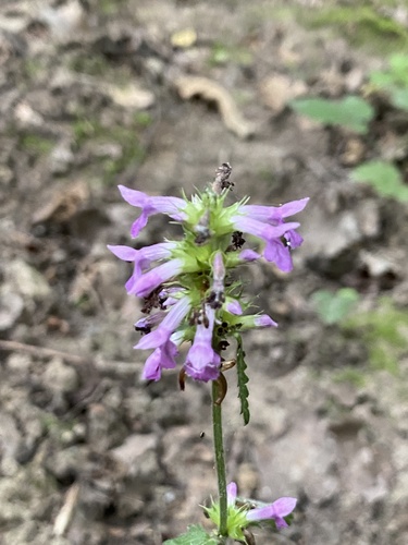 Betony (Betonica officinalis)