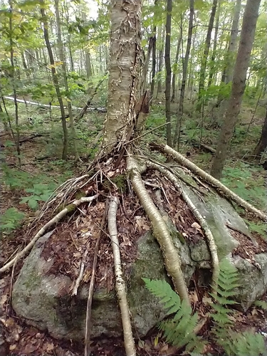 Yellow birch (Betula alleghaniensis)